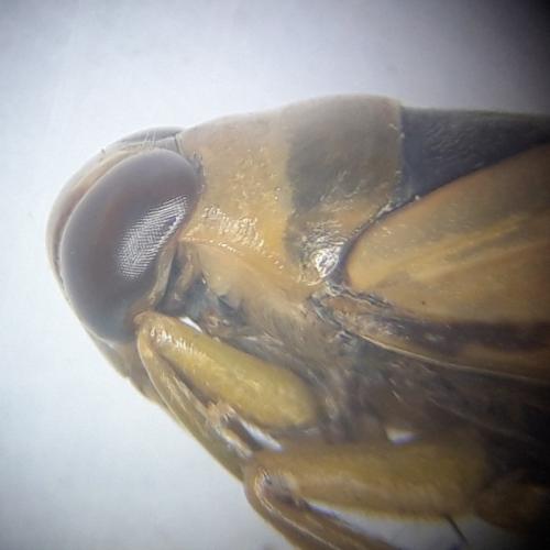 Réf. 352 043 : Notonecta viridis