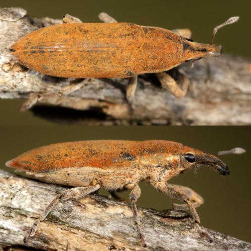 Lixus acicularis