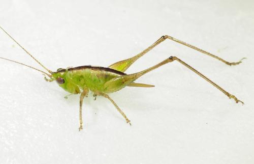 Réf. 352 605 : Conocephalus sp.