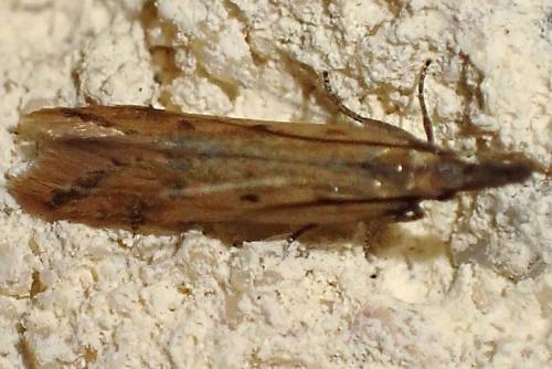 Dichomeris acuminata