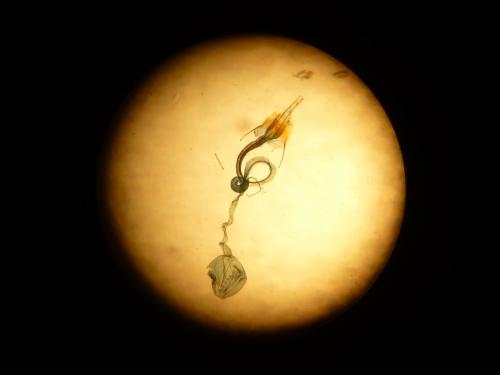Réf. 352 796 : Coleophora sp.
