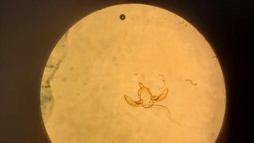 Blastobasis sp.