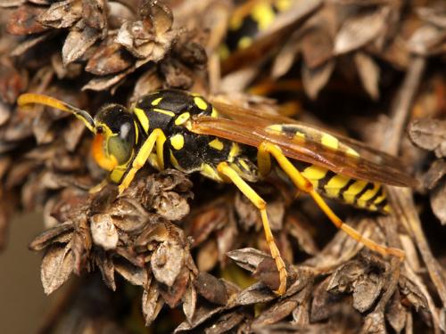 Polistes gallicus