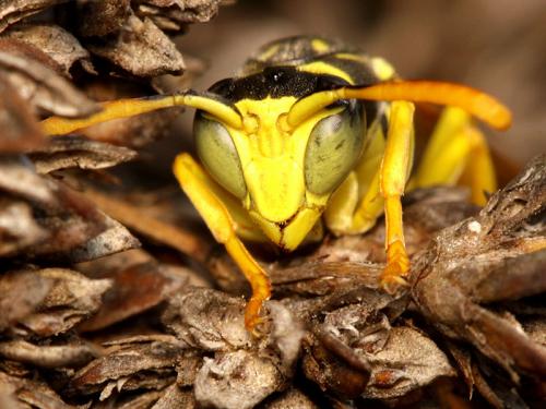 Polistes gallicus