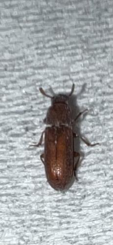 Réf. 352 606 : Tribolium sp.