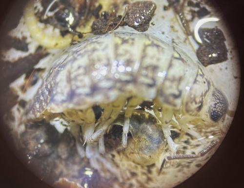 Philoscia affinis