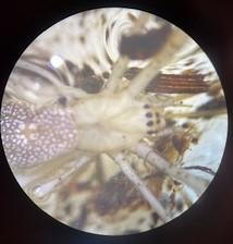 Tetragnatha sp.