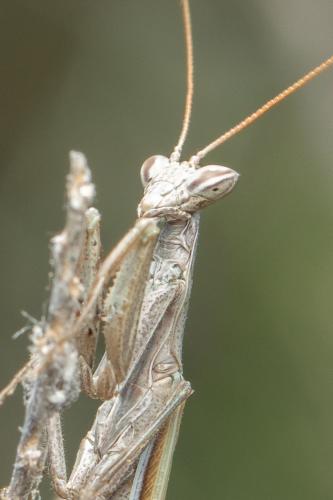 Parameles picteti