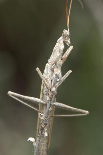 Parameles picteti
