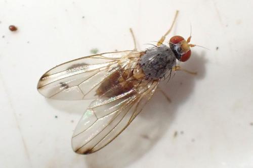 Réf. 352 520 : Palloptera ustulata