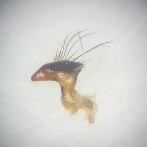 Notonecta glauca