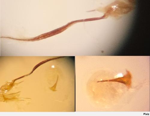 Coleophora pyrrhulipennella