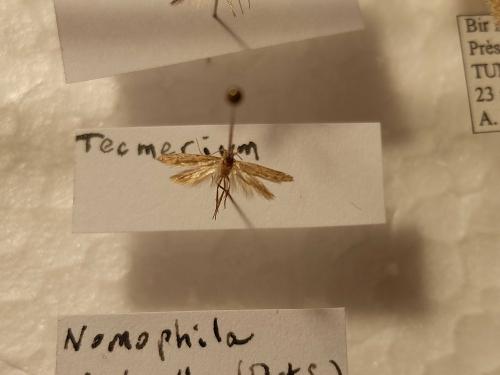 Blastobasis sp.