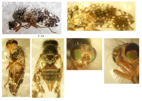 Tephritis vespertina