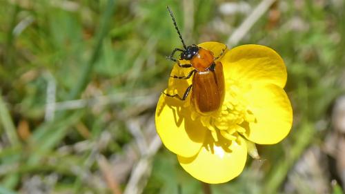 Réf. 352 433 : Exosoma lusitanicum