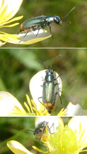 Malachius sp.