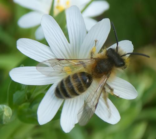 Andrena gravida