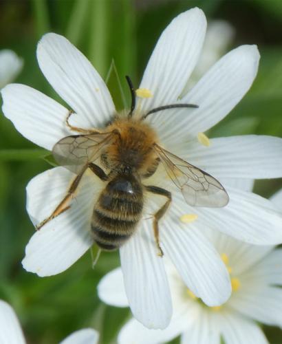 Andrena gravida