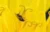 352785 – Photo : Christian Berquer – France (05)