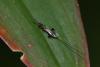 352972 – Photo : D. Martinez – Philippines