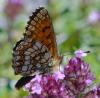 352947 – Photo : ANDRE LABETAA – France (05)