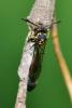 352864 – Photo : D. Martinez – Philippines