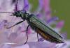 352486 – Photo : ANDRE LABETAA – France (31)