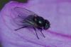 352951 – Photo : ANDRE LABETAA – France (66)