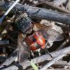 352469 – Photo : ANDRE LABETAA – France (66)