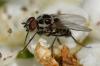 352877 – Photo : ANDRE LABETAA – France (66)