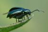 352662 – Photo : ANDRE LABETAA – France (66)