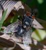 352988 – Photo : ANDRE LABETAA – France (66)