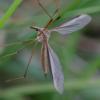 352681 – Photo : ANDRE LABETAA – France (66)
