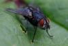 352987 – Photo : ANDRE LABETAA – France (66)
