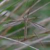 352680 – Photo : ANDRE LABETAA – France (66)