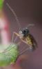 352290 – Photo : ANDRE LABETAA – France (66)