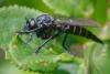 352848 – Photo : ANDRE LABETAA – France (66)