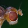 352414 – Photo : ANDRE LABETAA – France (31)