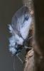 352418 – Photo : ANDRE LABETAA – France (66)