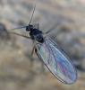 352510 – Photo : ANDRE LABETAA – France (66)