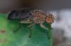 352692 – Photo : ANDRE LABETAA – France (66)