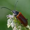 352423 – Photo : ANDRE LABETAA – France (66)
