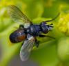 352671 – Photo : ANDRE LABETAA – France (66)