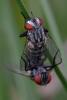 352706 – Photo : ANDRE LABETAA – France (66)