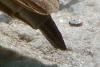 352846 – Photo : ANDRE LABETAA – France (66)