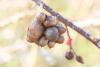 352321 – Photo : Jessica Joachim – France (82)
