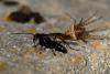 352333 – Photo : Mathurin CARNET – France (58)