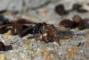 352332 – Photo : Mathurin CARNET – France (58)