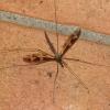 352983 – Photo : Mathurin CARNET – France (58)
