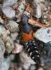 352391 – Photo : AUBIN – France (38)